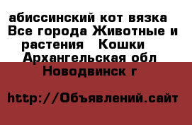 абиссинский кот вязка - Все города Животные и растения » Кошки   . Архангельская обл.,Новодвинск г.